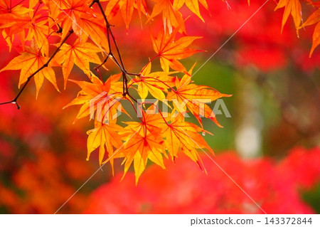楓葉離開了紅葉 楓葉離開了紅葉 143372844