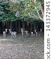 A herd of deer looking back and a deep forest 143372945