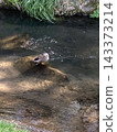 Water birds relaxing in the river 143373214