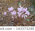 Cyclamen 143373240