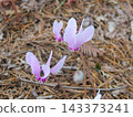 Cyclamen 143373241