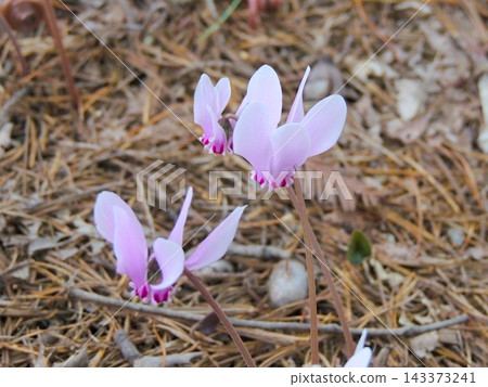 Cyclamen Cyclamen 143373241