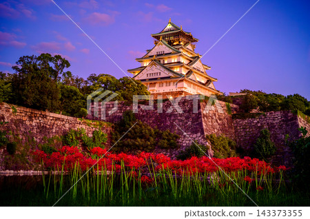 Red spider lilies and Osaka Castle bathed in the autumn twilight. Red spider lilies and Osaka Castle bathed in the autumn twilight. 143373355