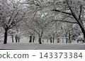 雪花飄落，一片寂靜 143373384