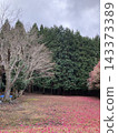 A carpet of red flowers and a forest 143373389
