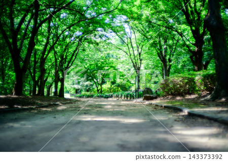 陽光透過樹林照亮的小路 陽光透過樹林照亮的小路 143373392