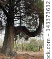 A large tree with greatly curved branches 143373632