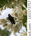 A moth perched on a Styrax tree. 143373757