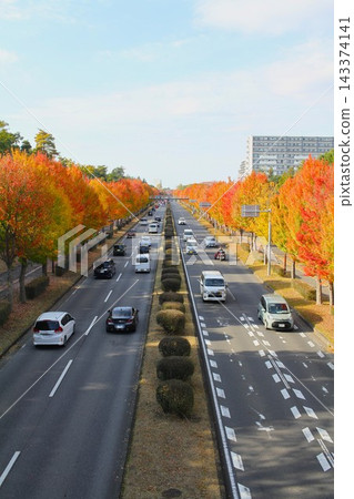 學園東通的秋葉以及具有透視感的垂直方向的道路景觀(茨城縣筑波市) 學園東通的秋葉以及具有透視感的垂直方向的道路景觀(茨城縣筑波市) 143374141