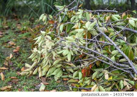 Park maintenance, pruning, tree trimming, autumn, October (image) Park maintenance, pruning, tree trimming, autumn, October (image) 143374406
