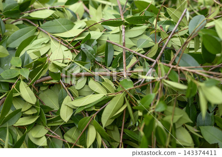 Park maintenance, pruning, tree trimming, autumn, October (image) Park maintenance, pruning, tree trimming, autumn, October (image) 143374411