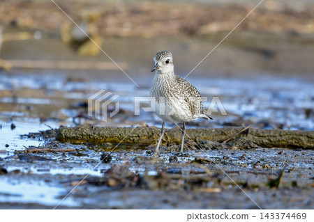 A grey plover standing in a puddle on the coast A grey plover standing in a puddle on the coast 143374469