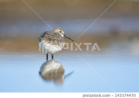 A sandpiper standing by the water's edge on a quiet beach in the morning. 143374470