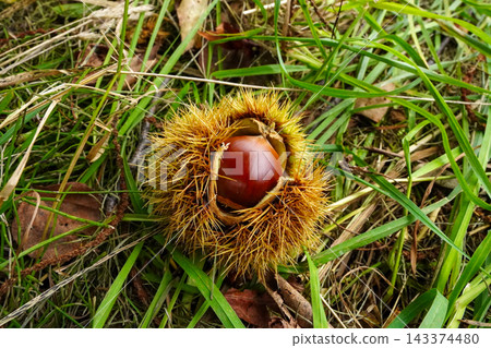 Chestnuts that fell to the ground Chestnuts that fell to the ground 143374480