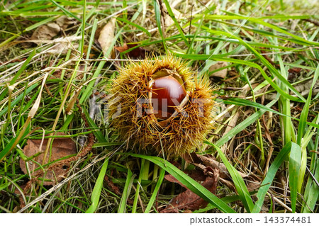 Chestnuts that fell to the ground Chestnuts that fell to the ground 143374481