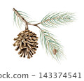 Watercolor pine branch with pinecone isolated on background. Hand drawn botanical illustration for winter Christmas decor or organic product packaging. Detailed realistic forest conifer element for mo 143374541