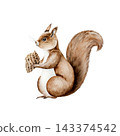 Watercolor cute squirrel holding a pine cone in paws illustration isolated on white background. Hand drawn fluffy animal for autumn forest design. Detailed botanical character element for baby nursery 143374542