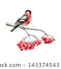 Bullfinch sit on bunch of rowan berries covered with snow. Watercolor winter botanical branch, hand drawn illustration isolated on background, transparent png. Christmas, wedding clip art. For greetin 143374543