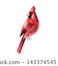 Watercolor red cardinal bird isolated on background. Hand drawn winter avian illustration for Christmas greeting cards and holiday layout design. Detailed realistic red bird character element for mode 143374545