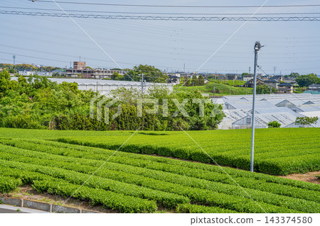 A beautiful landscape of tea fields and greenhouses stretching across Iwata City, Shizuoka Prefecture, against a clear blue sky. A beautiful landscape of tea fields and greenhouses stretching across Iwata City, Shizuoka Prefecture, against a clear blue sky. 143374580