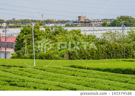 在蔚藍的天空映襯下，靜岡縣磐田市綿延著美麗的茶園和溫室。 143374586
