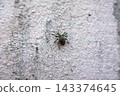 Vine Weevil Crawling On A Rough Stone Surface Vine Weevil Crawling On A Rough Stone Surface 143374645