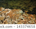 Rocky freshwater shoreline with a school of fish swimming beneath the water 143374658