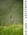 Dragonfly perched on fresh green grass, with a softly blurred natural background 143374659