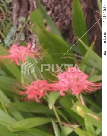紅花 紅花 143374688