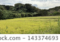 秋日橫濱的鄉村景色，稻田裡花開。 143374693