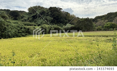 秋日橫濱的鄉村景色，稻田裡花開。 143374693