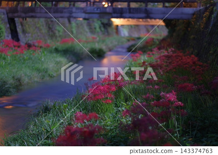 Enchanted by the spider lilies at night, I took a night stroll through a tourist spot. Enchanted by the spider lilies at night, I took a night stroll through a tourist spot. 143374763