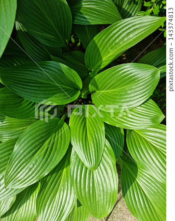 close up Green leaves of Hosta longipes. close up Green leaves of Hosta longipes. 143374813