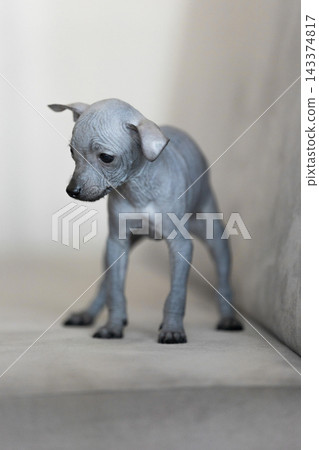 Xoloitzcuintli Xolo Mexican Hairless Dog puppy standing indoors, soft neutral background Xoloitzcuintli Xolo Mexican Hairless Dog puppy standing indoors, soft neutral background 143374817