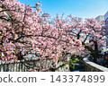 Atami City, Shizuoka Prefecture, Atami Sakura, Itokawa Promenade, Early February 143374899