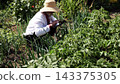 Senior ukrainian man in straw hat using digital tablet on summer garden. Elder male wearing in traditional vyshyvanka monitoring harvest on land. Connection between traditional and modern life 143375305
