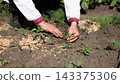 Adult male hands of farmer in vyshyvanka planting green sprout in ground at summer season. Old arms of agronomist caring for small seedling at garden. Connection between tradition and nature concept 143375306