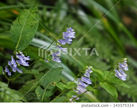 Sekiya no Akichouji (a type of jasmine) blooming in clusters Sekiya no Akichouji (a type of jasmine) blooming in clusters 143375314
