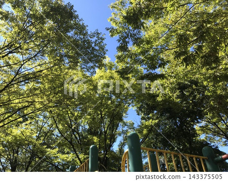 鬱鬱蔥蔥的樹木環繞著蔚藍的天空,構成了一幅自然景觀。 鬱鬱蔥蔥的樹木環繞著蔚藍的天空,構成了一幅自然景觀。 143375505