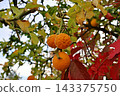 Bitter Orange Fruits With Thorns On A Thorny Branch Bitter Orange Fruits With Thorns On A Thorny Branch 143375750