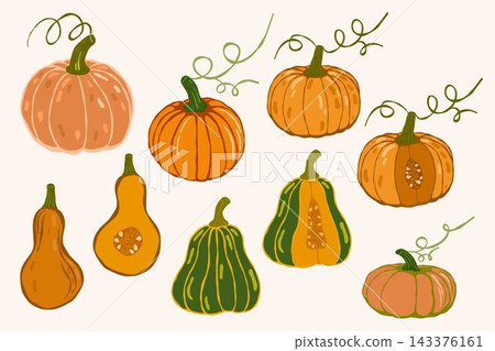 Hand drawn pumpkins vector set. Vector illustration of autumn pumpkins on white background. Hand drawn pumpkins vector set. Vector illustration of autumn pumpkins on white background. 143376161