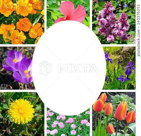 Beautiful garden flowers collage with central oval frame isolated on white background square composition with copy space Beautiful garden flowers collage with central oval frame isolated on white background square composition with copy space 143376353