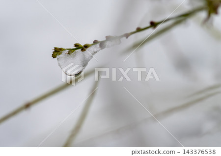 Early winter morning tree branch with ice chunks Early winter morning tree branch with ice chunks 143376538