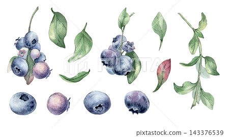 Set of hand drawn blueberry elements in watercolor style isolated white. Collection of botanical berry clusters and green leaves for decorative invitation and organic food design background. Set of hand drawn blueberry elements in watercolor style isolated white. Collection of botanical berry clusters and green leaves for decorative invitation and organic food design background. 143376539