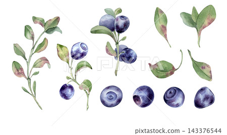 Bilberry and blueberry watercolor illustration set isolated. Hand drawn botanical art with fresh blue berry on branch and green leaves. Elements for organic food design, healthy diet and cooking. Bilberry and blueberry watercolor illustration set isolated. Hand drawn botanical art with fresh blue berry on branch and green leaves. Elements for organic food design, healthy diet and cooking. 143376544