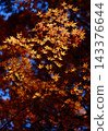 Vibrant maple leaves under spotlight 143376644