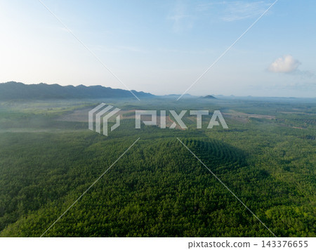 Aerial view of green rubber plantation stretching across rural Thailand toward misty forested hills in morning. Agriculture, sustainability, carbon storage and land management. Natural carbon sink. Aerial view of green rubber plantation stretching across rural Thailand toward misty forested hills in morning. Agriculture, sustainability, carbon storage and land management. Natural carbon sink. 143376655