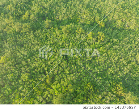 Rubber plantation connected to natural woodland in tropical environment. Sustainable forestry, carbon sink protection and environmental stewardship. Natural carbon capture, climate action. Rubber plantation connected to natural woodland in tropical environment. Sustainable forestry, carbon sink protection and environmental stewardship. Natural carbon capture, climate action. 143376657