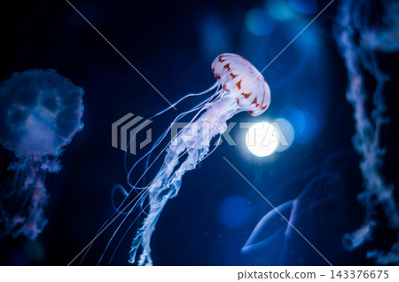 漂浮的紫色條紋果凍 漂浮的紫色條紋果凍 143376675