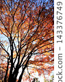 Blue sky and orange maple leaves 143376749